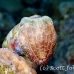 cuttlefish_reef_is_h_0705_png0951.jpg